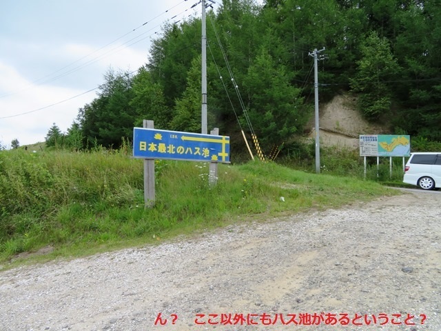 20170818hasu12.jpg