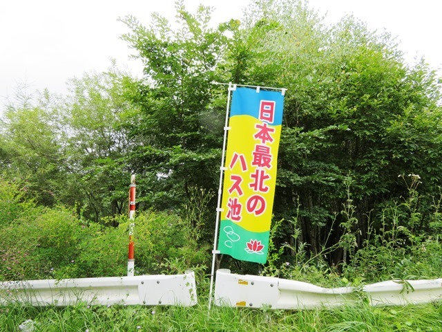 20170818hasu13.jpg