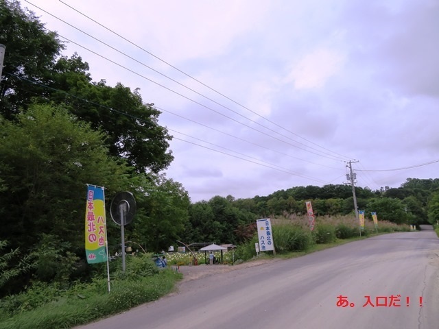 20170818hasu15.jpg