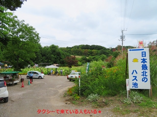 20170818hasu16.jpg