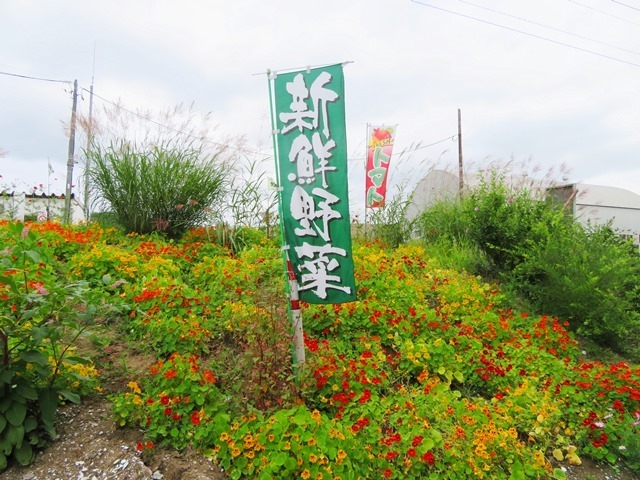 20170818hasu17.jpg