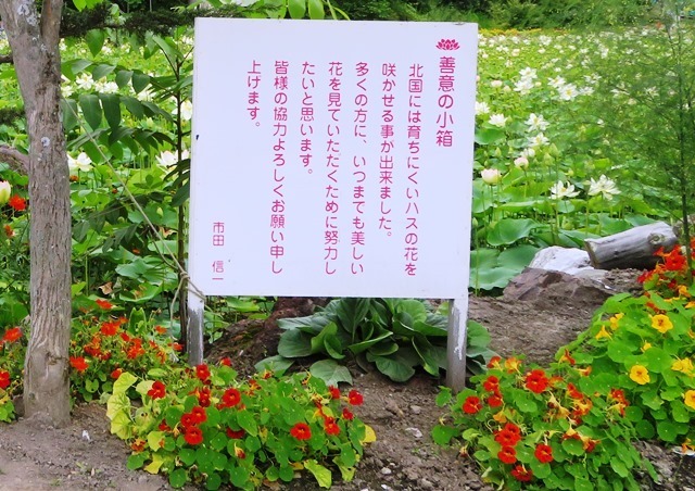 20170818hasu19.jpg