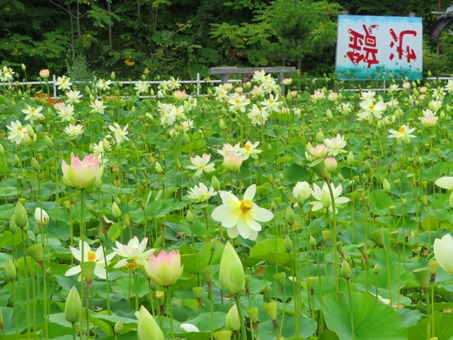20170818hasu24.jpg