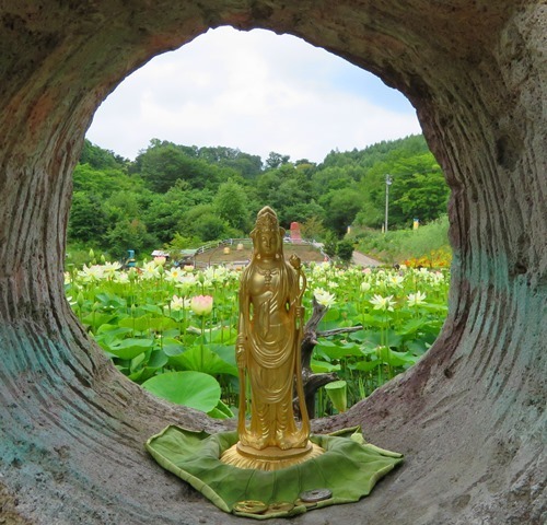 20170818hasu29.jpg
