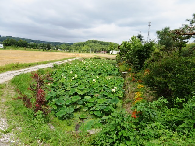 20170818hasu3.jpg