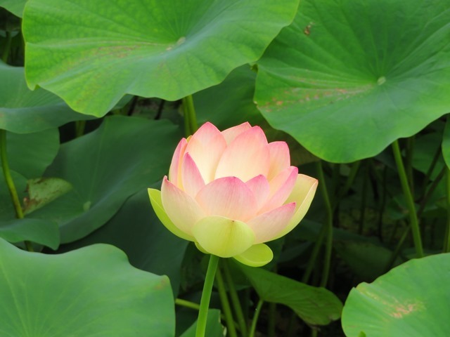 20170818hasu4.jpg