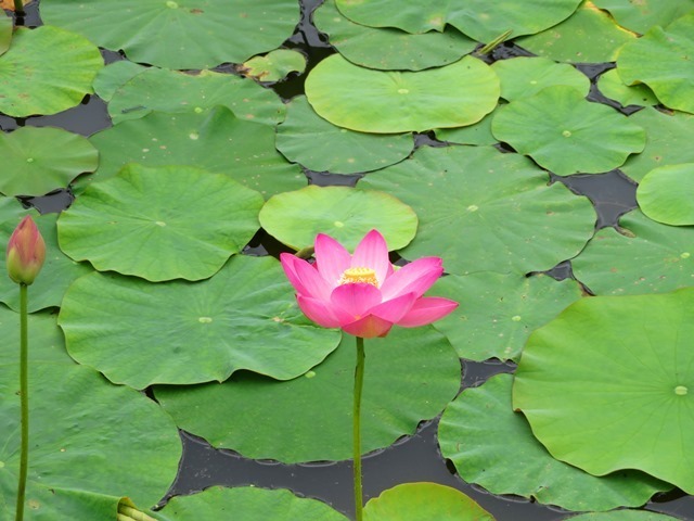 20170818hasu50.jpg