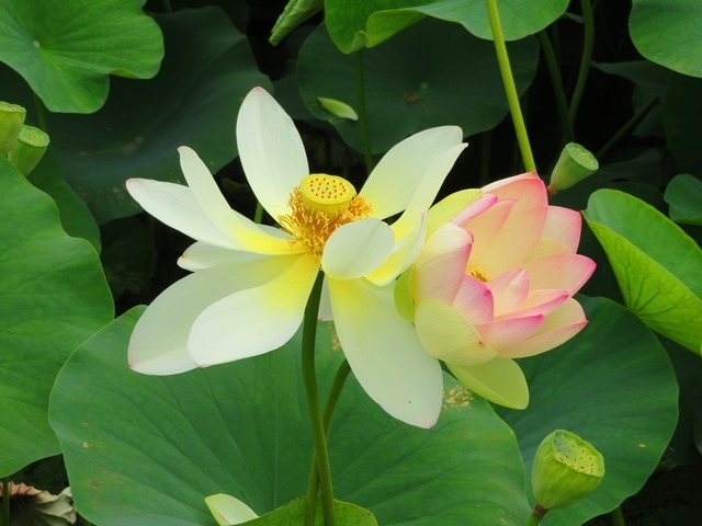20170818hasu6.jpg